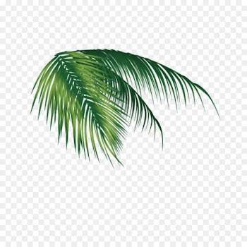 Palm trees Portable Network Graphics Coconut Clip art Image - coconut 