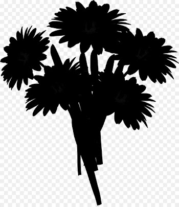 Palm trees Silhouette Flower Leaf Branching -  