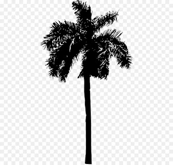 Palm Trees, Silhouette, Tree, Palm Tree PNG