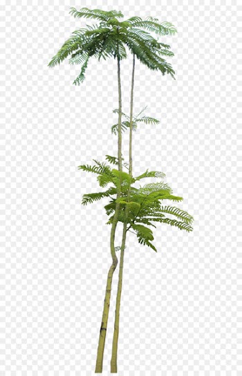 Palm Trees, Tree, Plants, Plant, Flower PNG