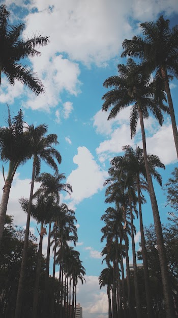 Palm Trees Under Blue Cloudy Sky