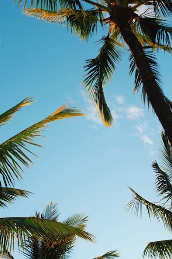 palm trees under blue skies