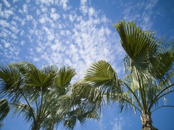 Palm Trees Under Blue Sky