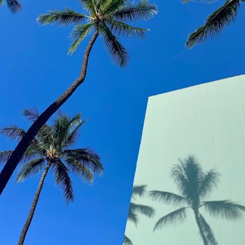 Palm Trees Under Blue Sky