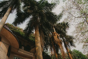 Palm Trees Under Gray Skies