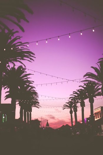 palm trees with string lights