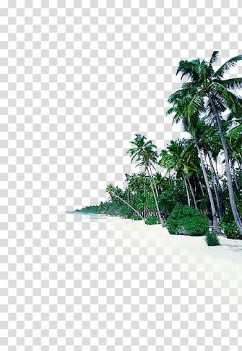 Palm tress on beach, Sea Shore Beach Sky Fototapet, coconut tree transparent background PNG clipart