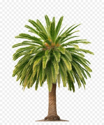 Palm wine Arecaceae Palm oil Tree - coconut tree 