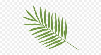 Palma Leaf Arecaceae Clip Art - Palm Leaf Png