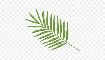 Palma Leaf Arecaceae Clip art - palm leaves 