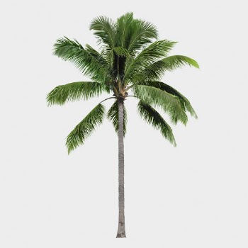Pam tree isolated on white, | Free PSD - rawpixel