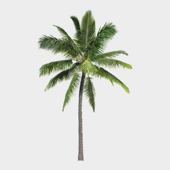 Pam tree isolated on white, | Free PSD - rawpixel