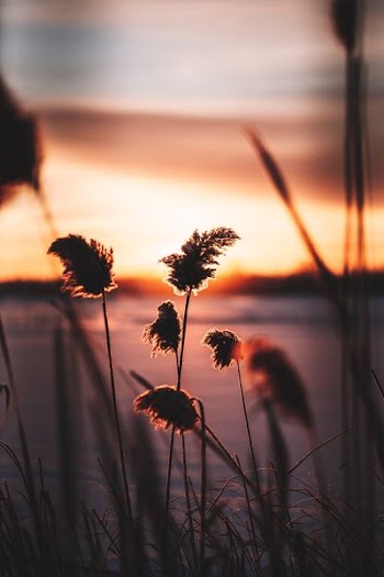 pampas grass near water selective-focus photography during sunset