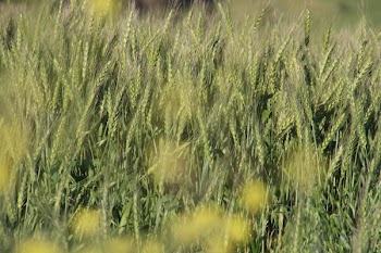 Pampas Grasses