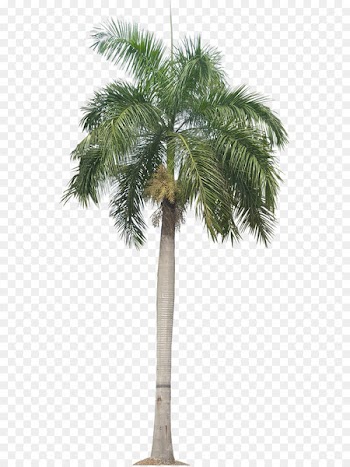 Panama Roystonea regia Arecaceae Trachycarpus fortunei Date palm - Palm Plant Png Tropical Plant Pictures Image 