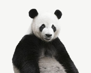 Panda bear wildlife collage element | Free PSD - rawpixel