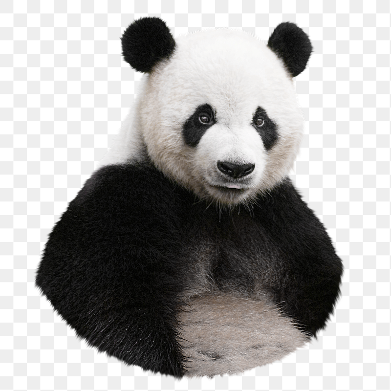 Panda bear wildlife png sticker, | Free PNG - rawpixel