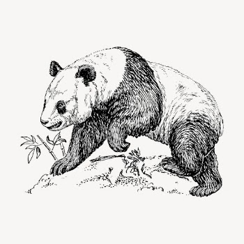 Panda illustration, animal clipart vector. | Free Vector Illustration - rawpixel