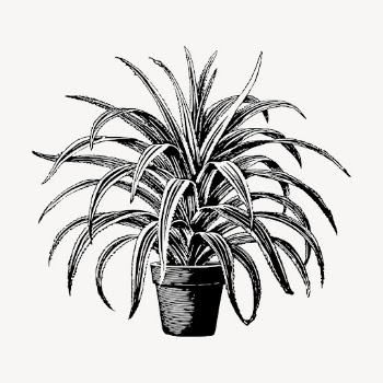 Pandanus plant clipart, vintage illustration | Free Vector - rawpixel