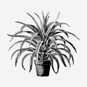 Pandanus plant hand drawn illustration. | Free Photo - rawpixel