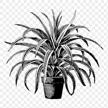 Pandanus plant png sticker vintage | Free PNG - rawpixel