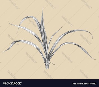  					Pandanus vector image														