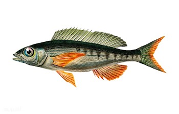 Pandoara Fish (Sparus Erthrinus) illustrated .. | Free stock vector - 467532