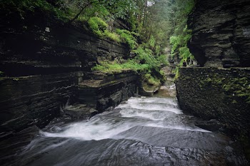Panning Photography of Forest With River