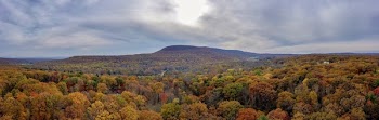 Panorama Photography of Forest