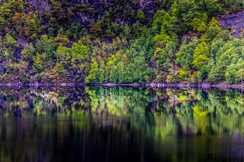 Panoramic Photography of Trees