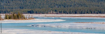 Panoramic springtime view of the melting and thawing Yukon River outside of Whitehorse in Yukon Territory. Taken in April with boreal forest background, wilderness with perfect blue sky. 