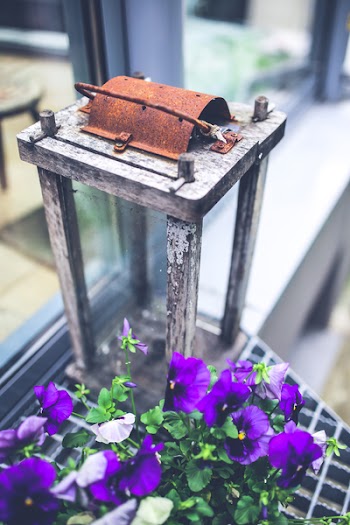 Pansies &amp; lantern