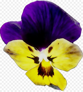 Pansy -  