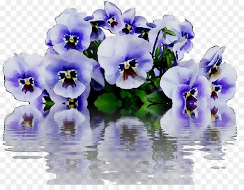 Pansy -  