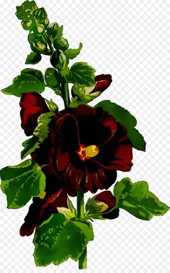 Pansy Annual plant Herbaceous plant Leaf Plants -  