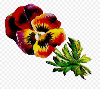 Pansy Annual plant Magenta Plants -  