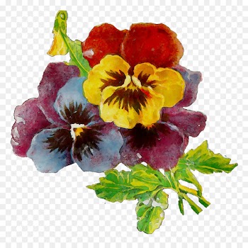 Pansy Annual plant Primrose Plants -  