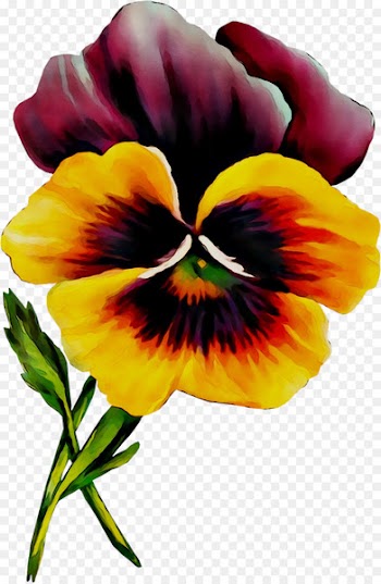 Pansy Clip art Image Openclipart Free content -  