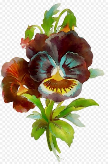 Pansy Cut flowers -  