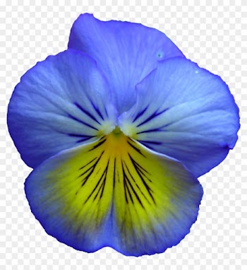 Pansy, Flower, Flowers, Summer Flowers, Purple, Nature - Blue And Yellow Flowers