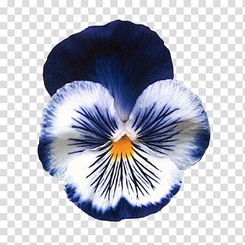 Pansy Flower garden Seed Annual plant, Flower Plants transparent background PNG clipart