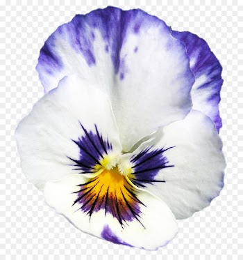 Pansy - flower thumbnail 