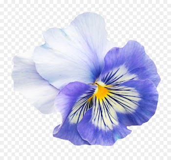 Pansy Flower Viola pedunculata - Pansy Flower 