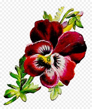 Pansy Herbaceous plant Plants -  