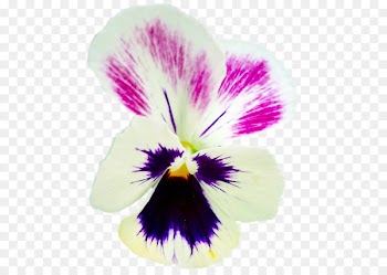 Pansy Portable Network Graphics Clip art Graphic design Flower - viola bubble 