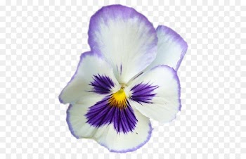 Pansy Violet Flower Portable Network Graphics Petal - viola bubble 