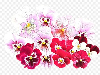 Pansy, Violet, Purple, Flower, Flowering Plant PNG
