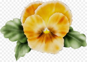 Pansy Yellow Cut flowers Herbaceous plant -  