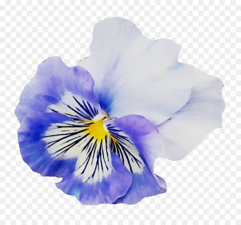 Pansy Yellow Flower garden -  