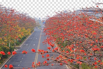 Panzhihua Bombax ceiba Tree Flower Chinese herb tea, Green belt, kapok tree transparent background PNG clipart